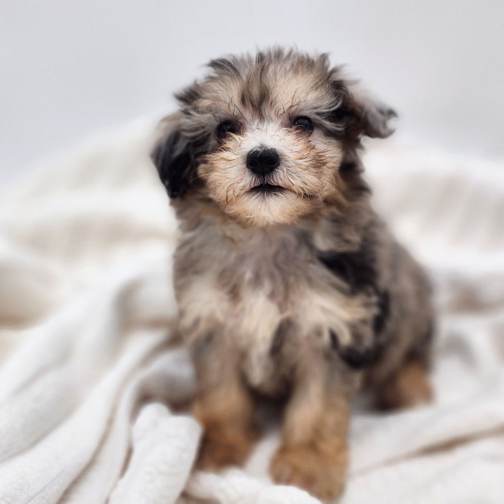 Sherman - Maltipoo - Image 1