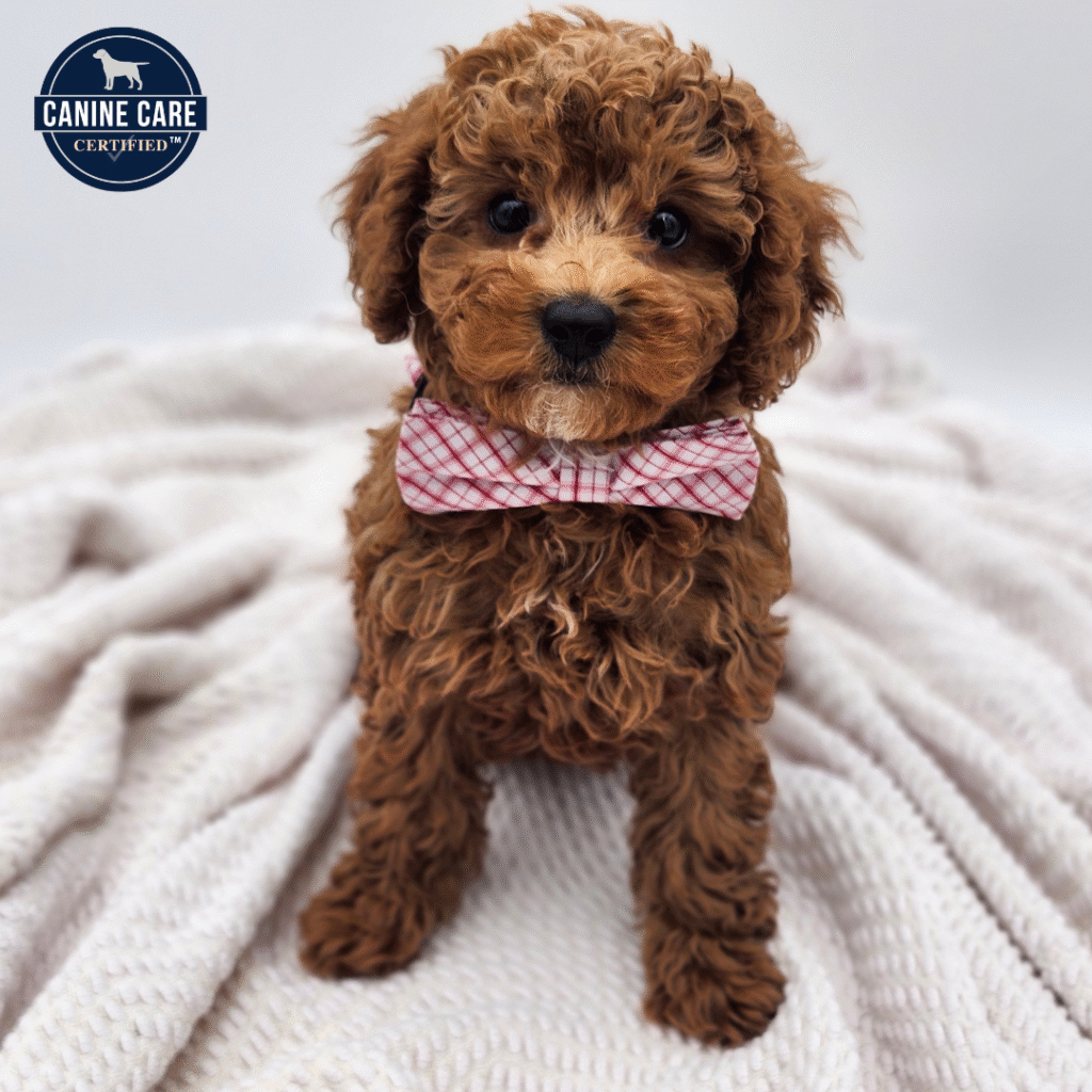 Parker - Cavapoo F1B - Image 1