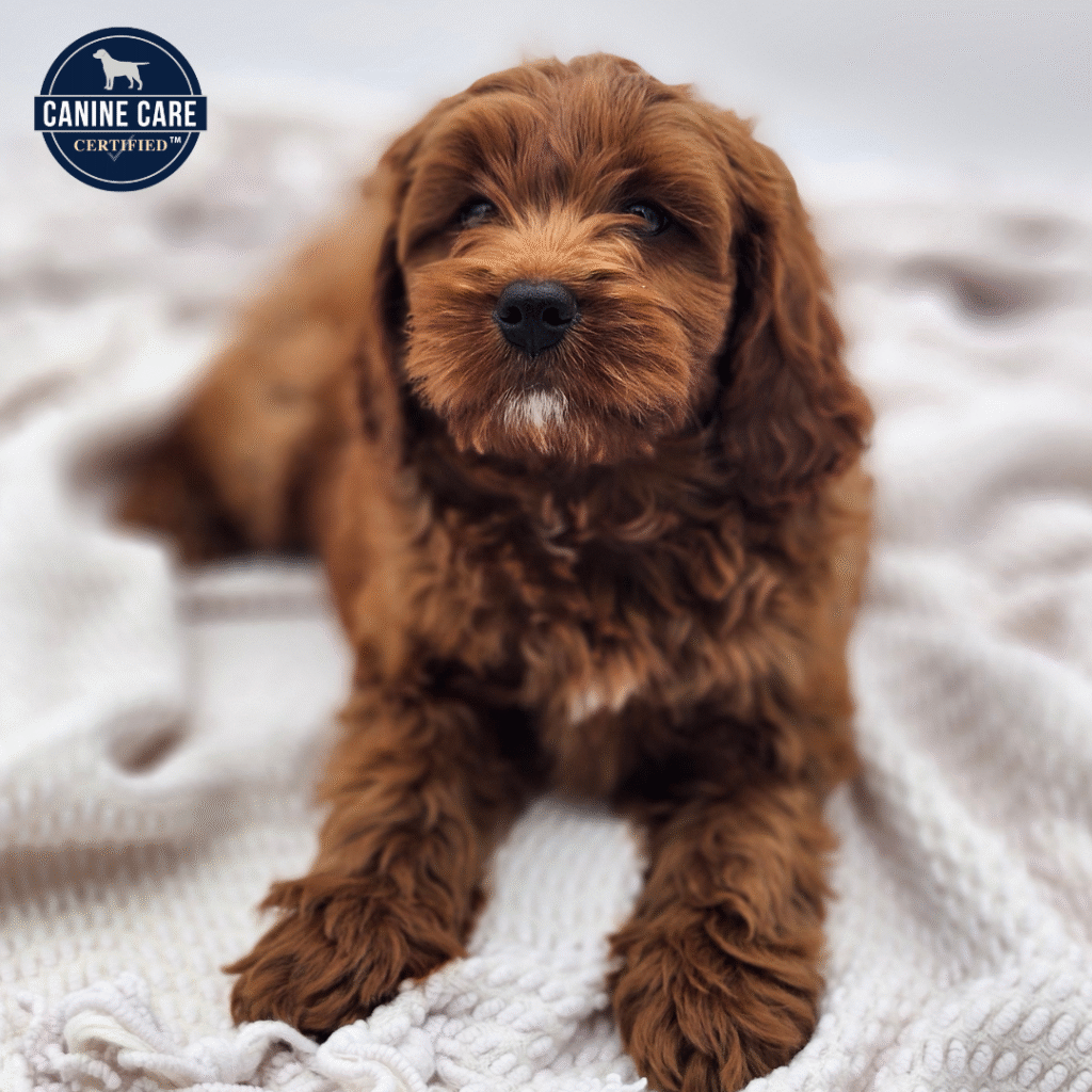 Rio - Cavapoo 2nd Gen - Image 1