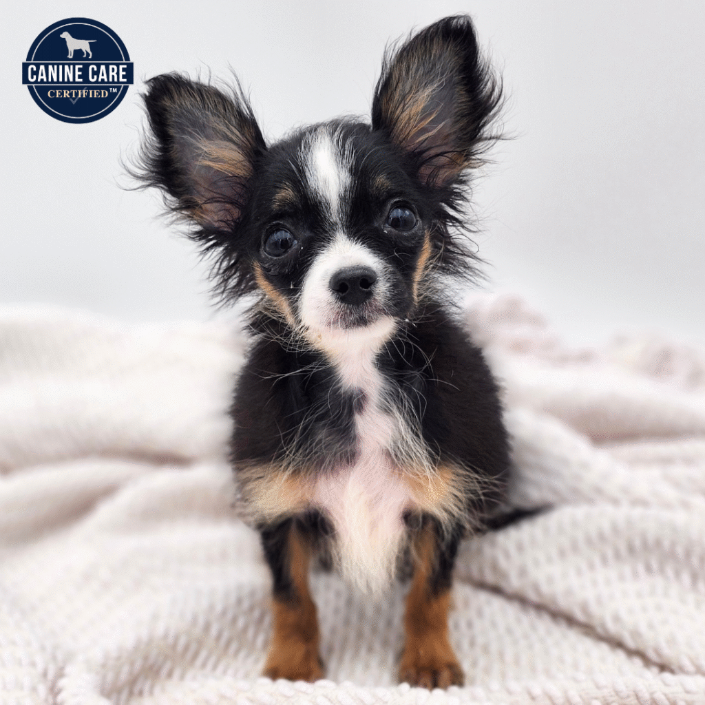 Diego - Chihuahua - Image 1