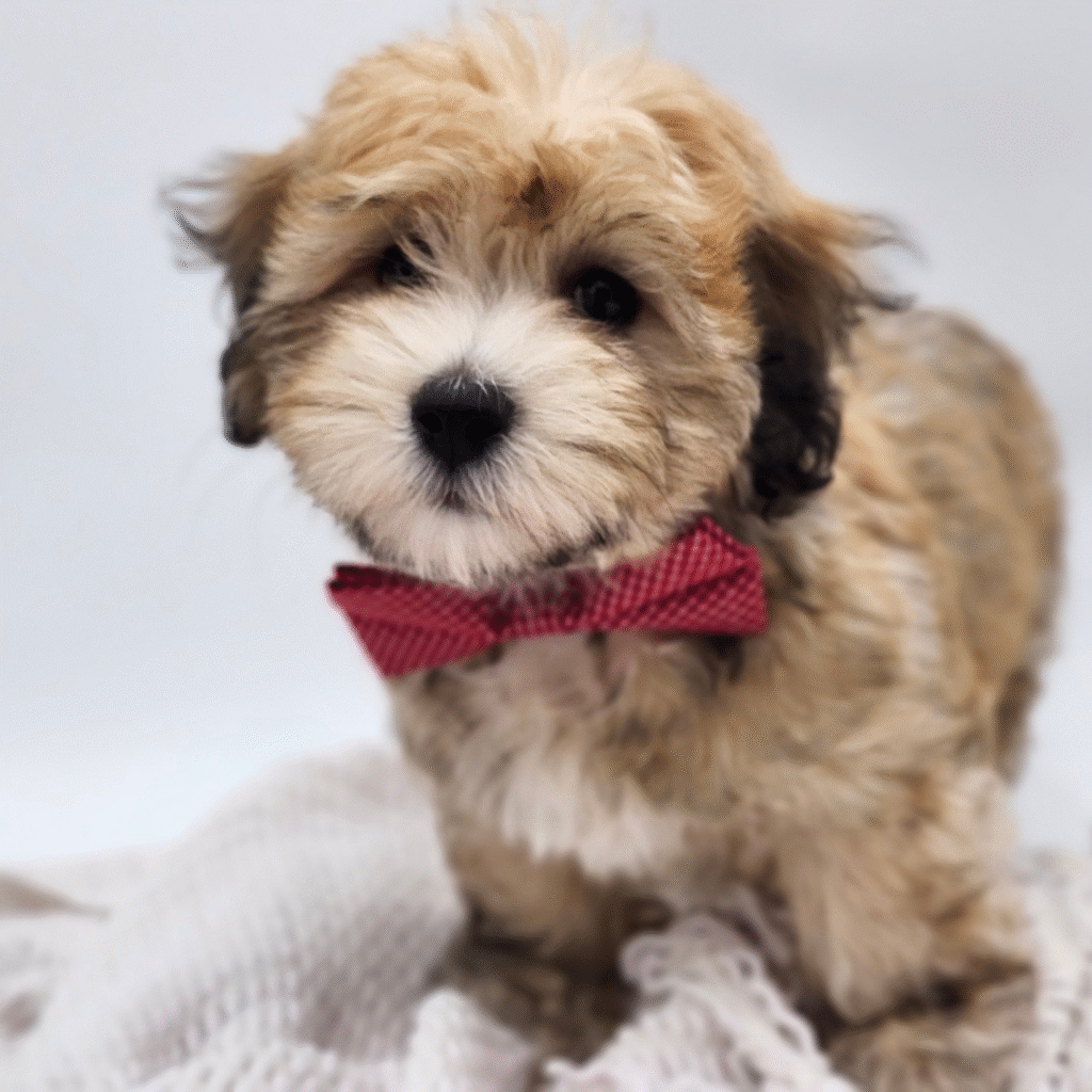 Nala - Coton De Tulear - Image 1