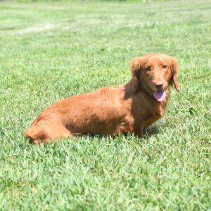 Shadow's Tan Zanna