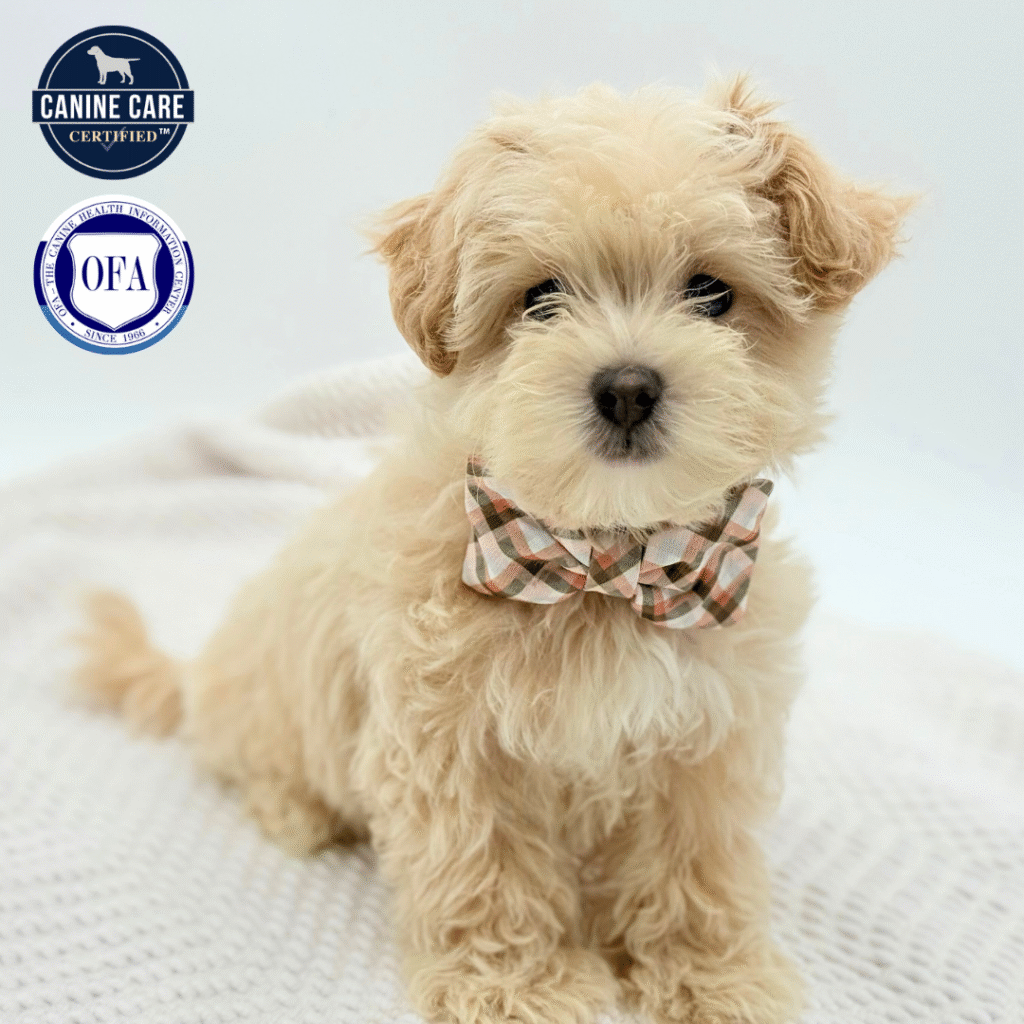 Bishop - Maltipoo - Image 1