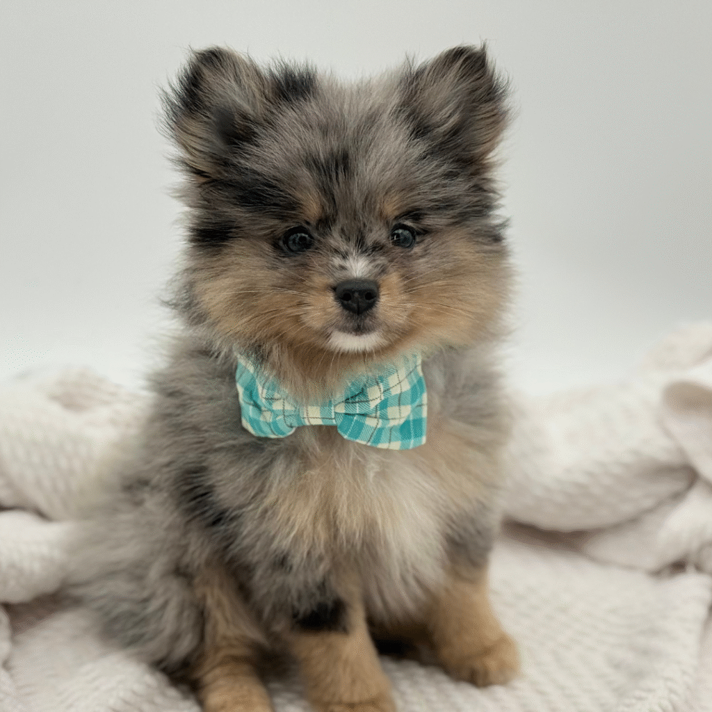 Atlas - Pomeranian - Image 1