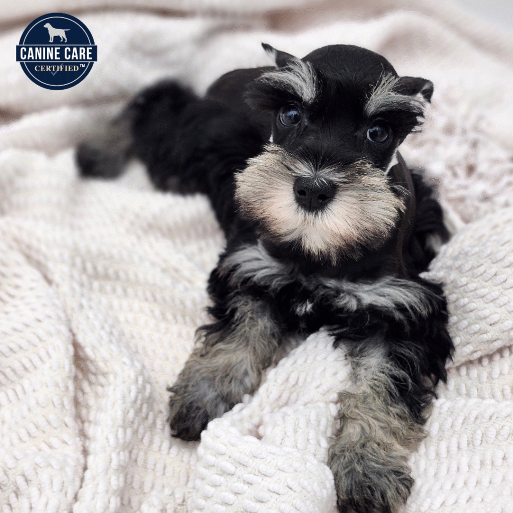 Tilly - Miniature Schnauzer - Image 1