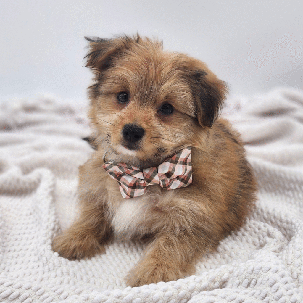 Keegan - Porkie - Image 1