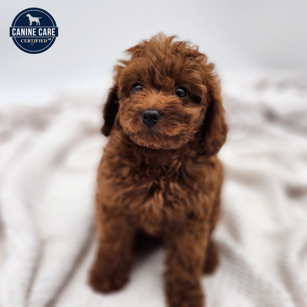 Rue - Cavapoo 2nd Gen - Image 1