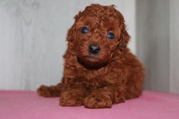 Milo - Mini Goldendoodle 2nd Gen - Image 1