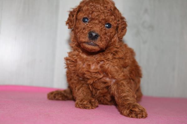 Maple - Mini Goldendoodle 2nd Gen - Image 1