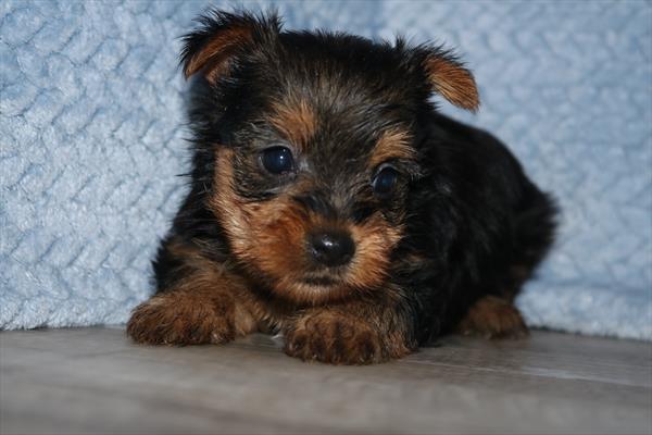 Duchess - Yorkshire Terrier - Image 1