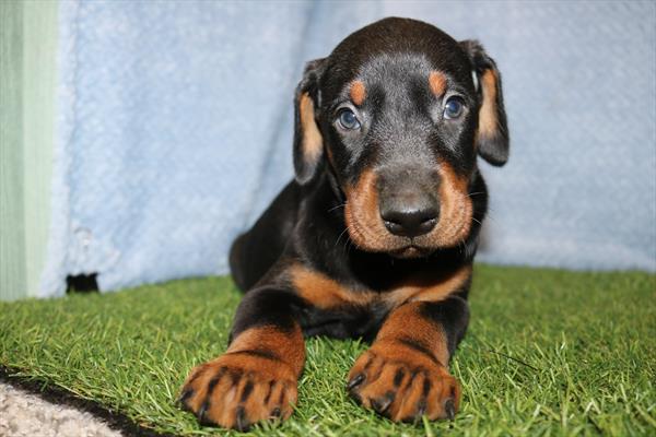 Rex - Doberman Pinscher - Image 1