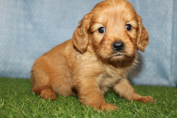 Ember - Mini Golden Retriever - Image 1