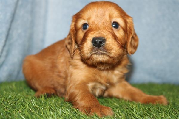 Arlo - Mini Golden Retriever - Image 1