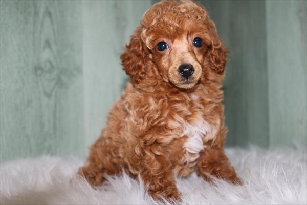 Channel - Miniature Poodle - Image 1