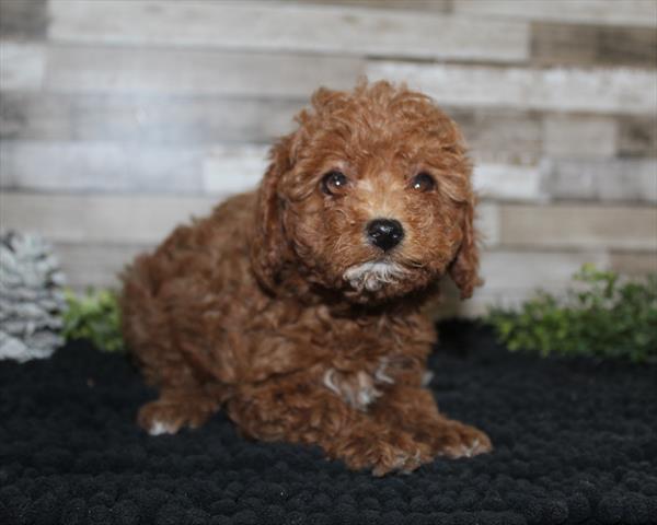 Louis - Miniature Poodle - Image 1