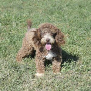 Cloveridge's Punky Choco