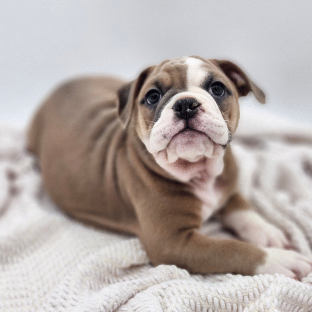 Knox - Olde English Bulldogge - Image 1