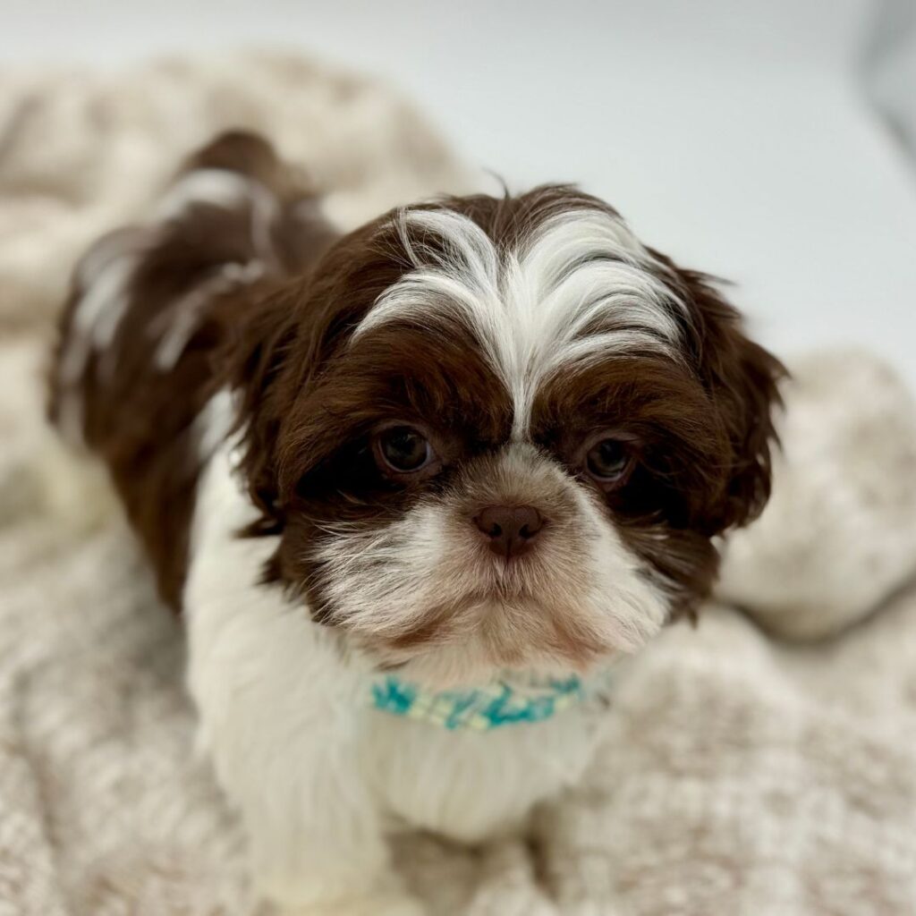Dustin - Shih Tzu - Image 1