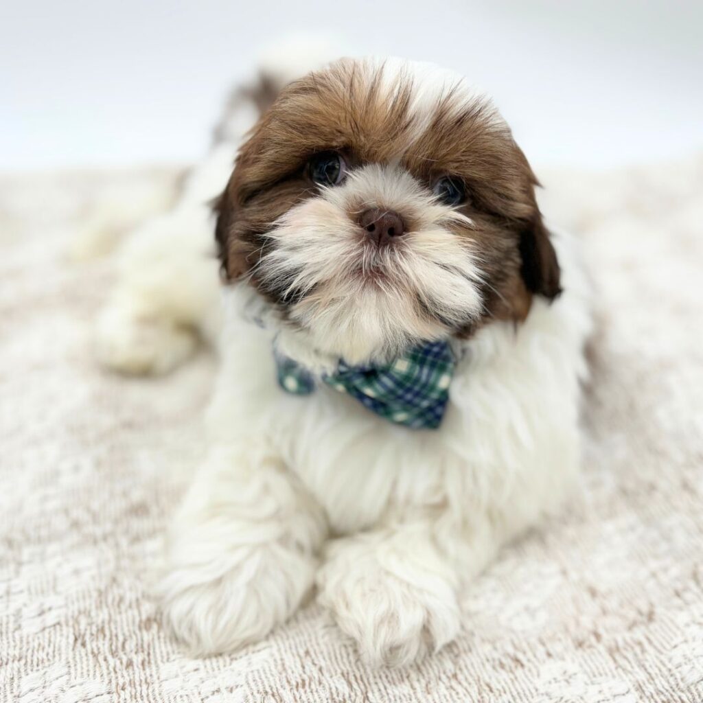 Copper - Shih Tzu - Image 1