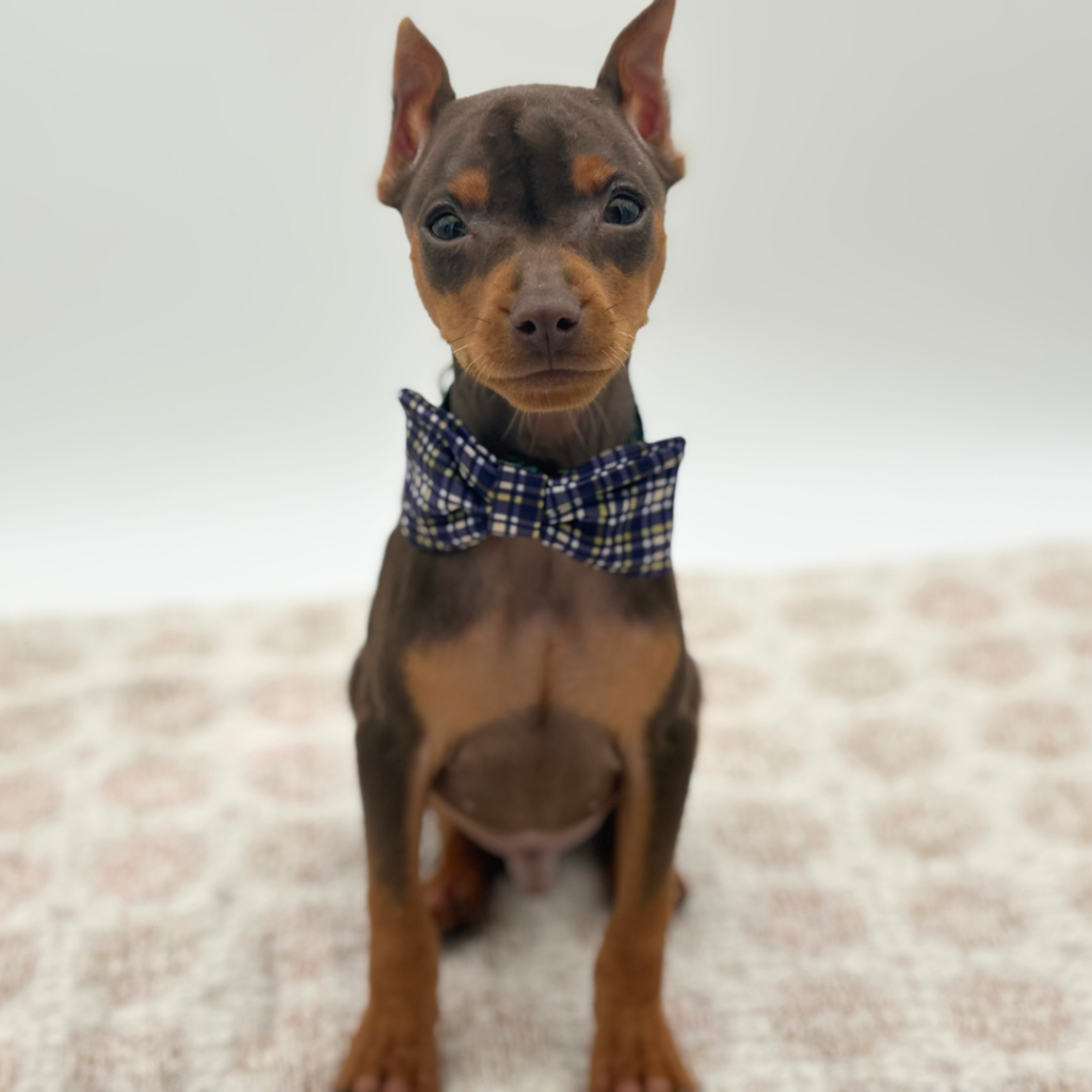 Maverick - Miniature Pinscher - Image 1