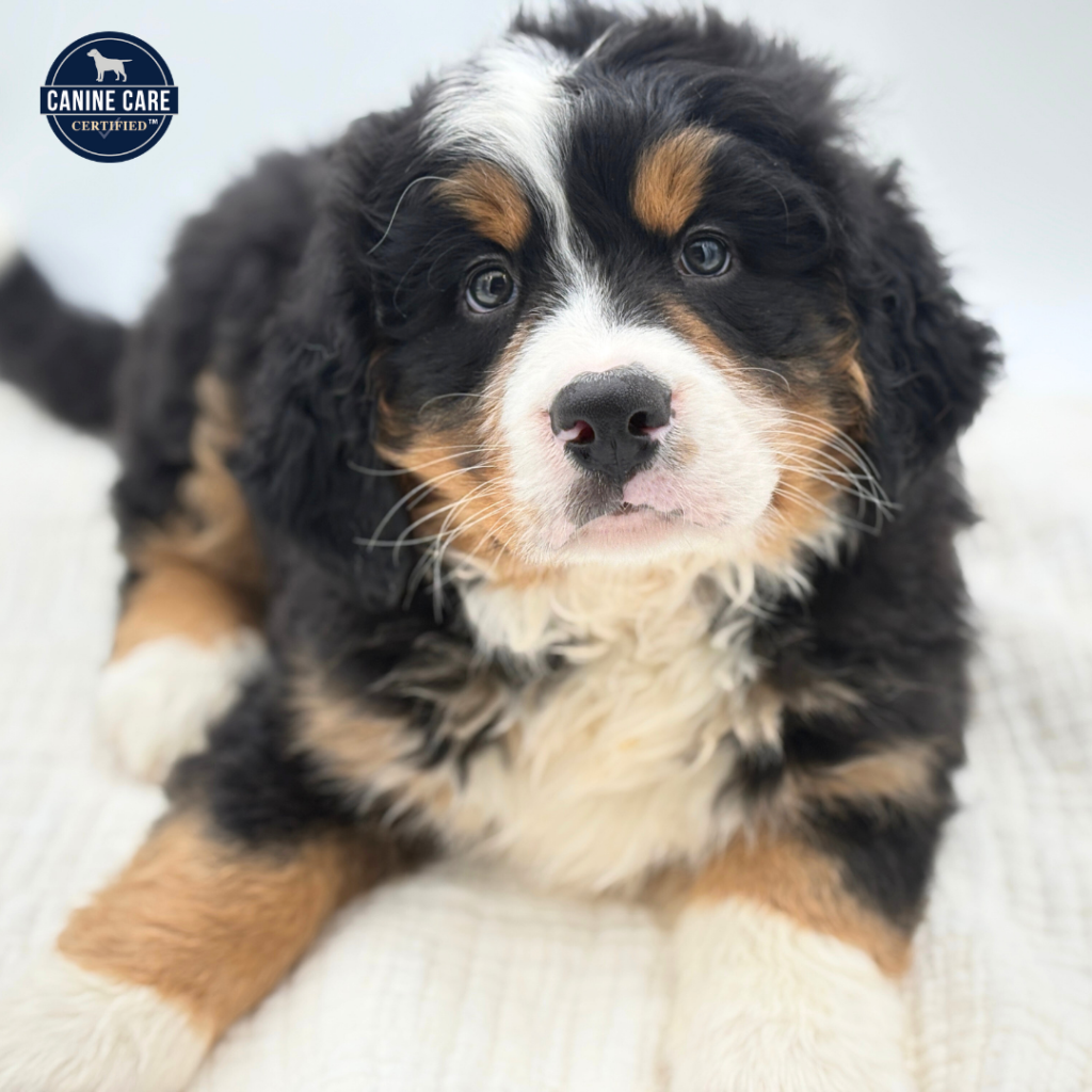 Scout - Bernese Mountain Dog - Image 1