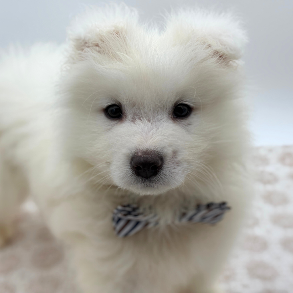 Polar - Samoyed - Image 1