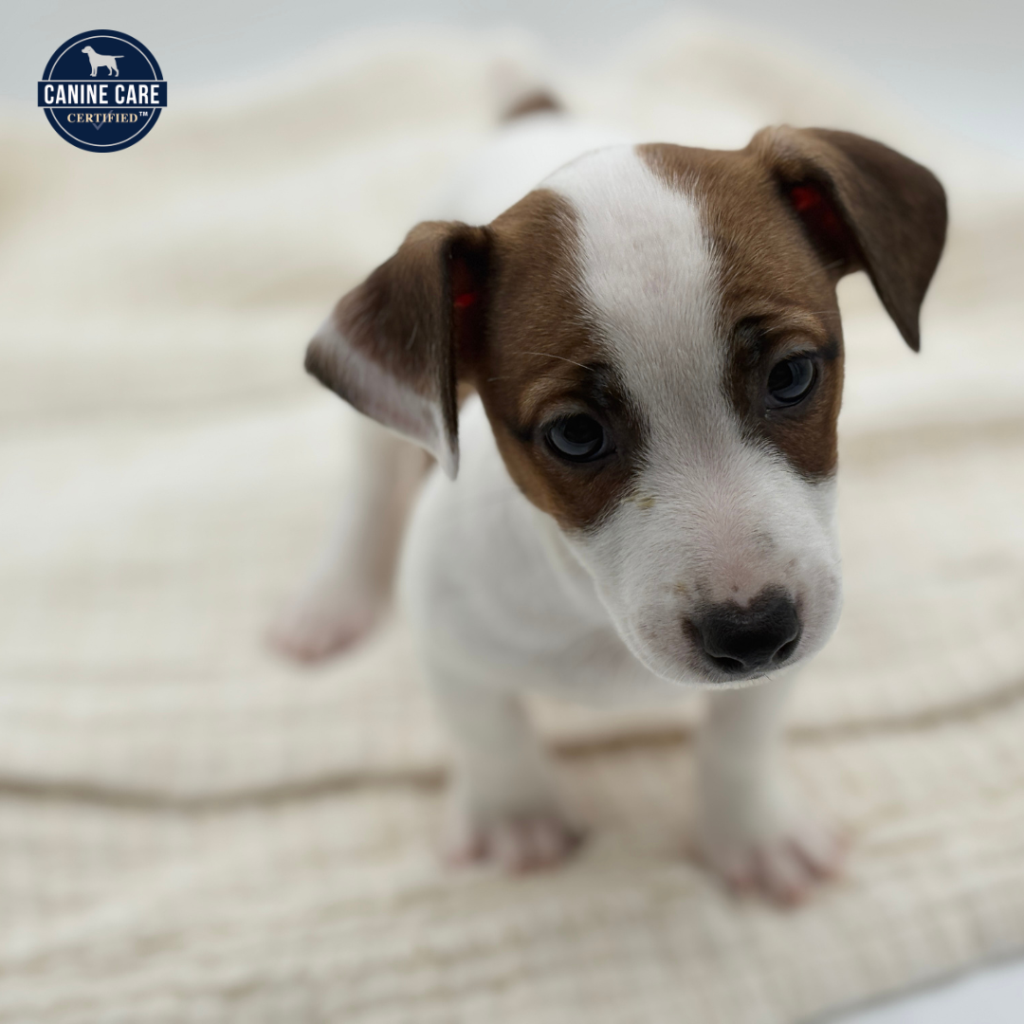 Frankie - Jack Russell Terrier - Image 1