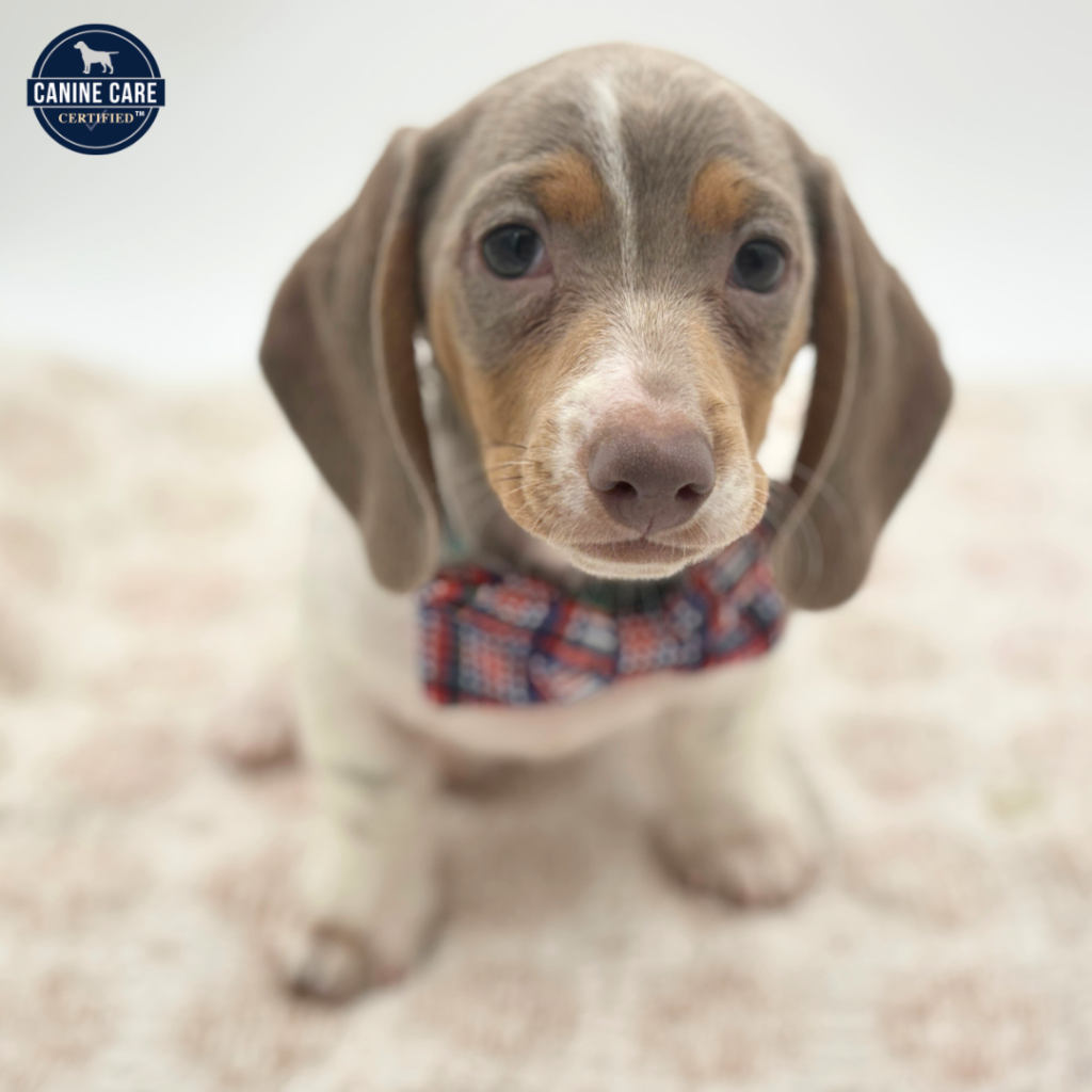 Boone - Dachshund - Image 1