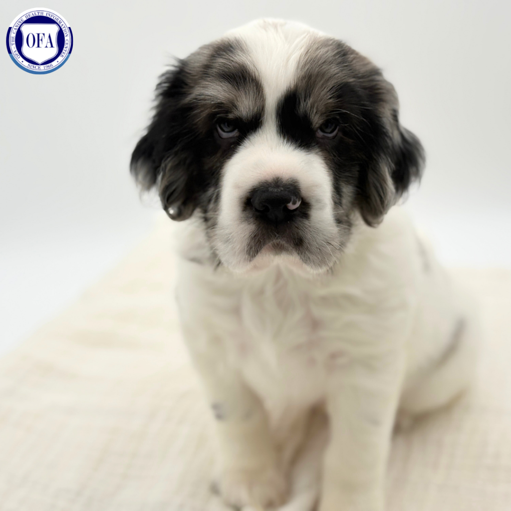 Odysseus - Hippo Mini - Image 1