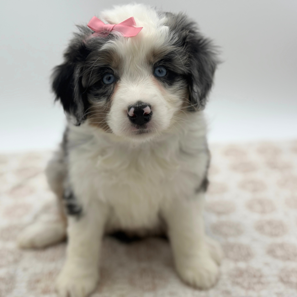 Maya - Miniature Australian Shepherd - Image 1