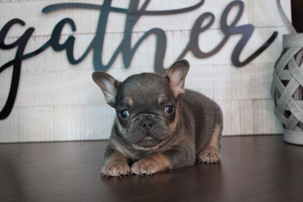 Titan - French Bulldog - Image 1