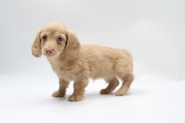 Goldie - Dachshund - Image 1