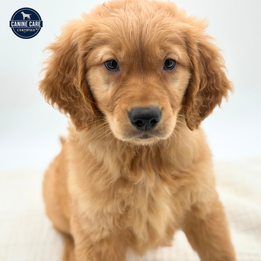 Miles - Golden Retriever - Image 1