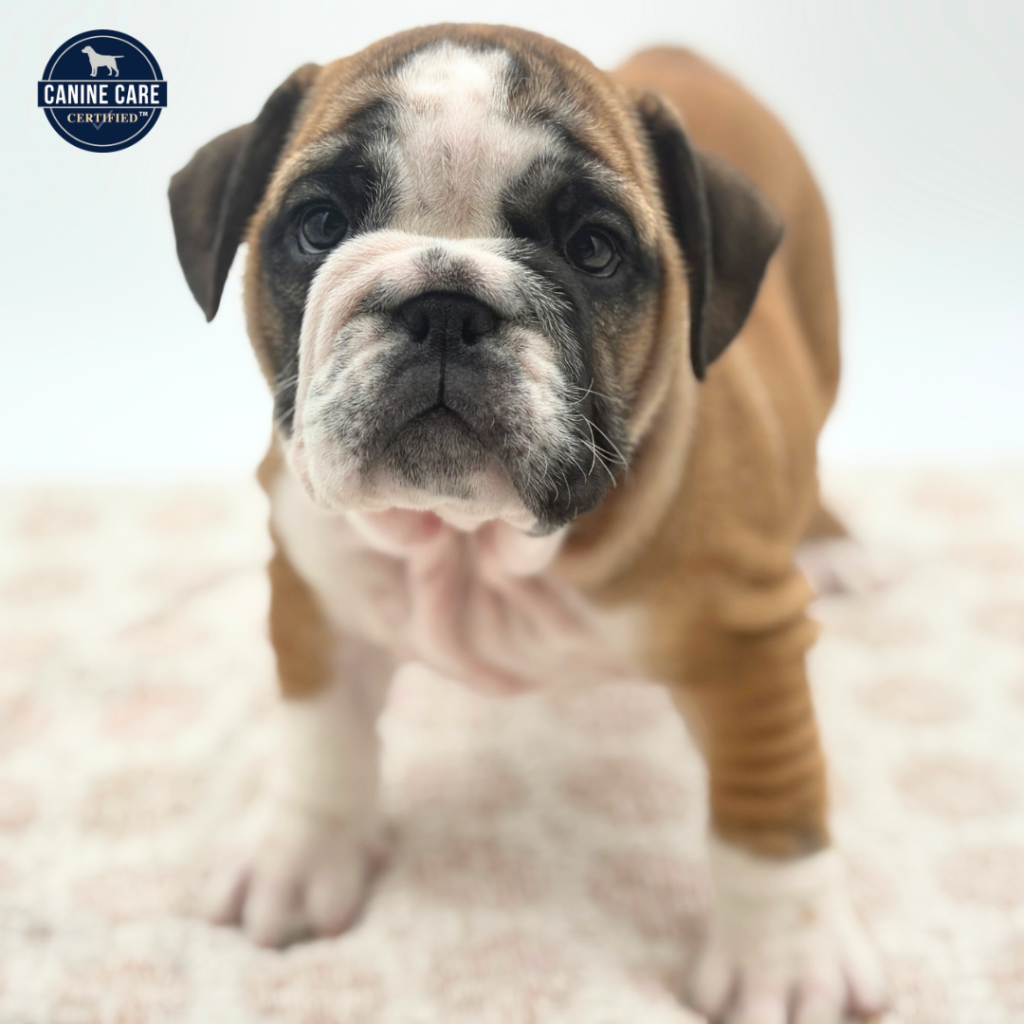 Olive - English Bulldog - Image 1