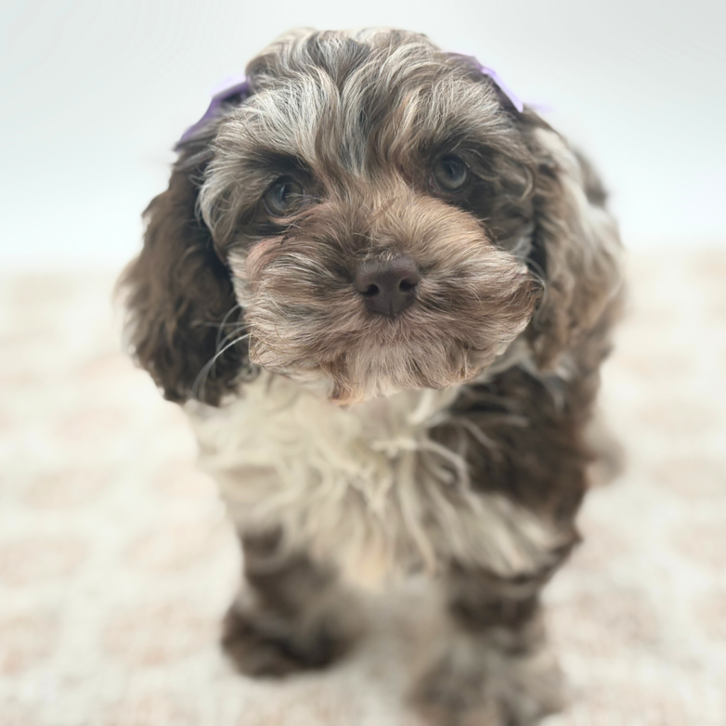 Sadie - Cock A Poo - Image 1