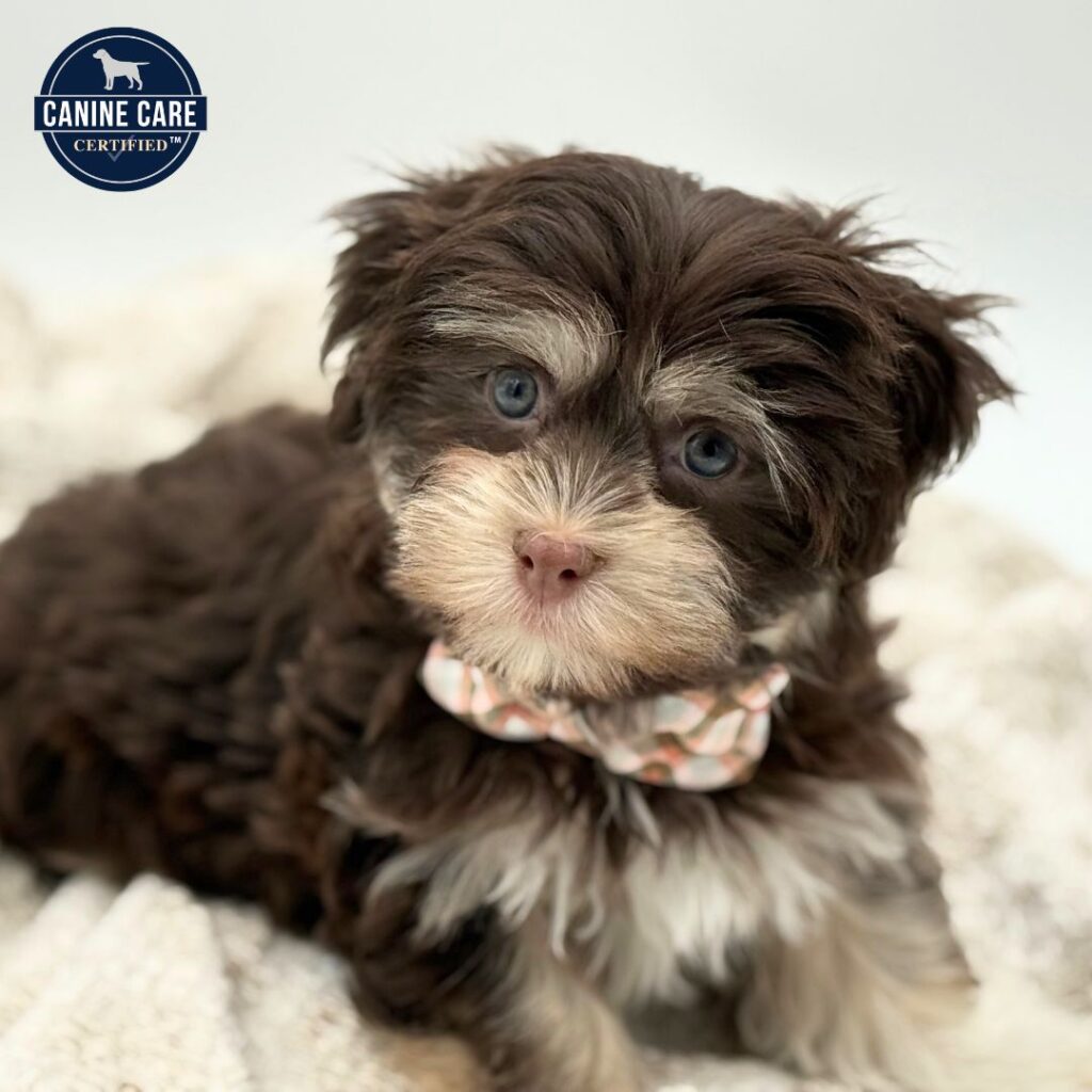 Oak - Havanese - Image 1