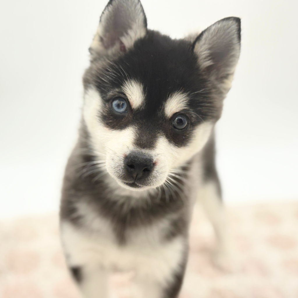Zara - Alaskan Klee Kai - Image 1