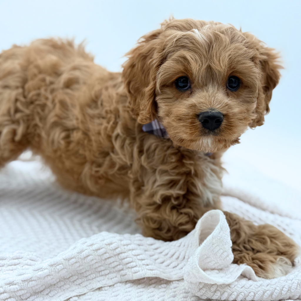 Benny - Cavapoo - Image 1