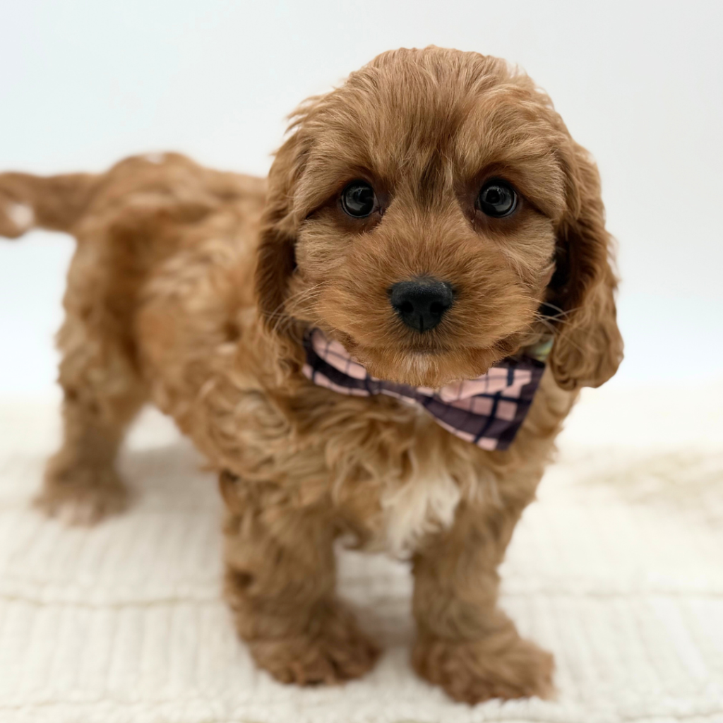 Pat - Cavapoo - Image 1