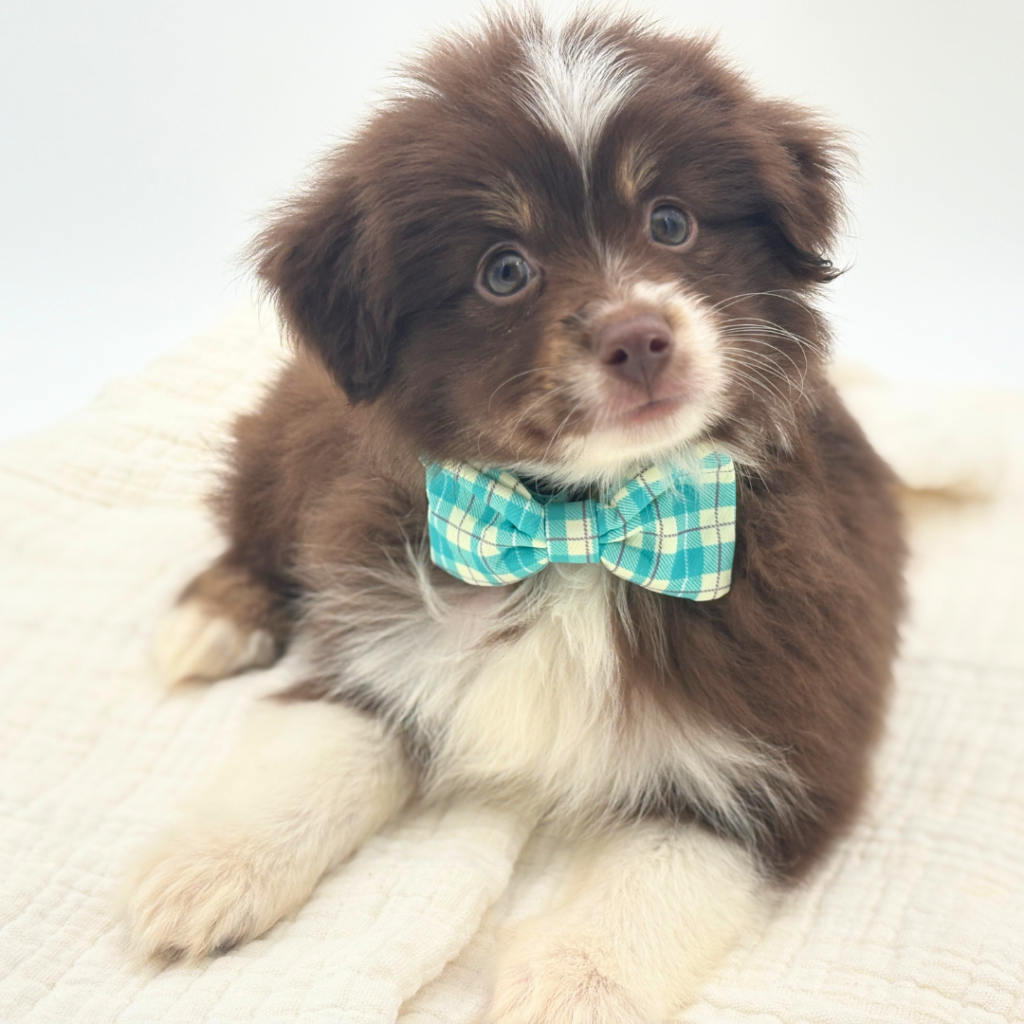 Maple - Toy Australian Shepherd - Image 1