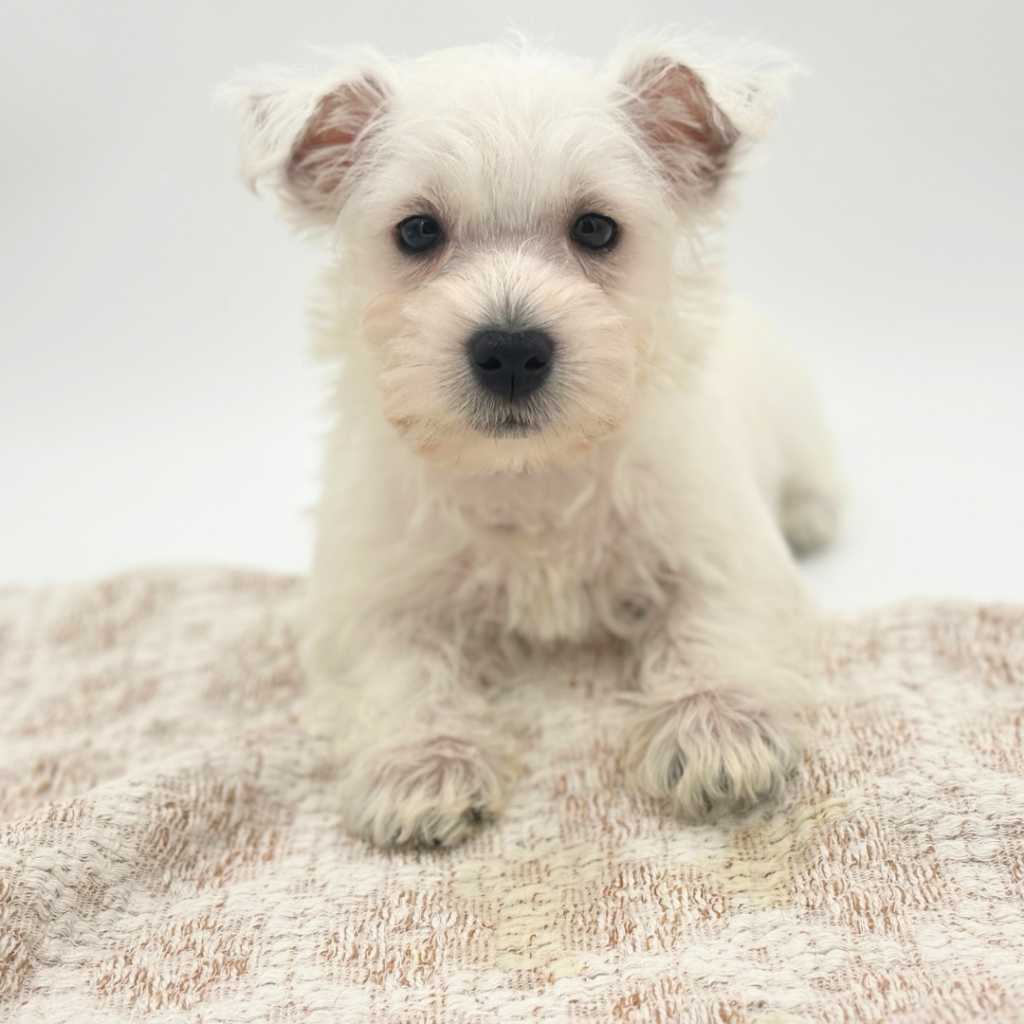 Franny - Pomapoo - Image 1