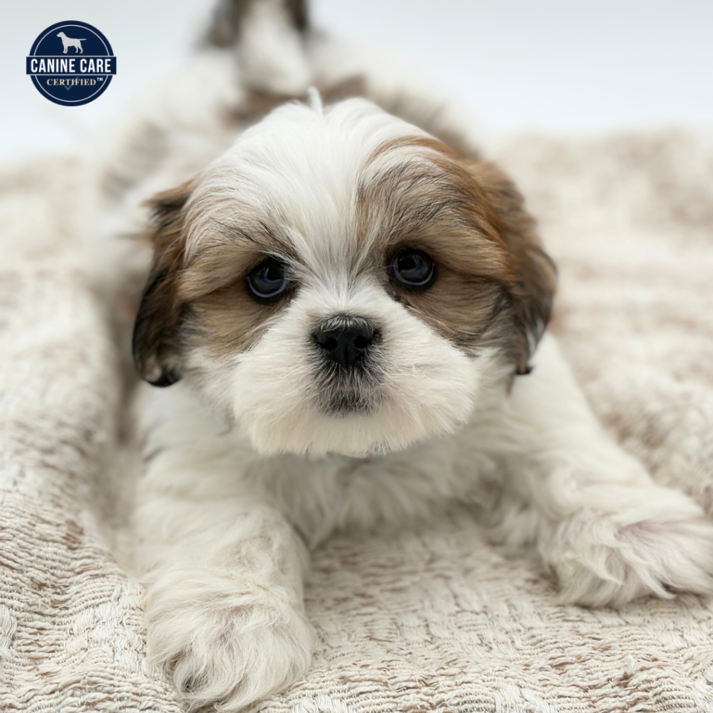 Arthur - Lhasa Apso - Image 1