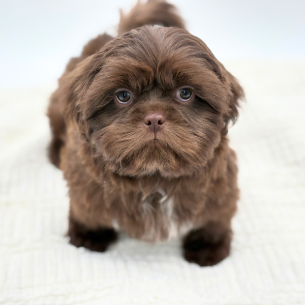 Tobias - Shih Tzu - Image 1