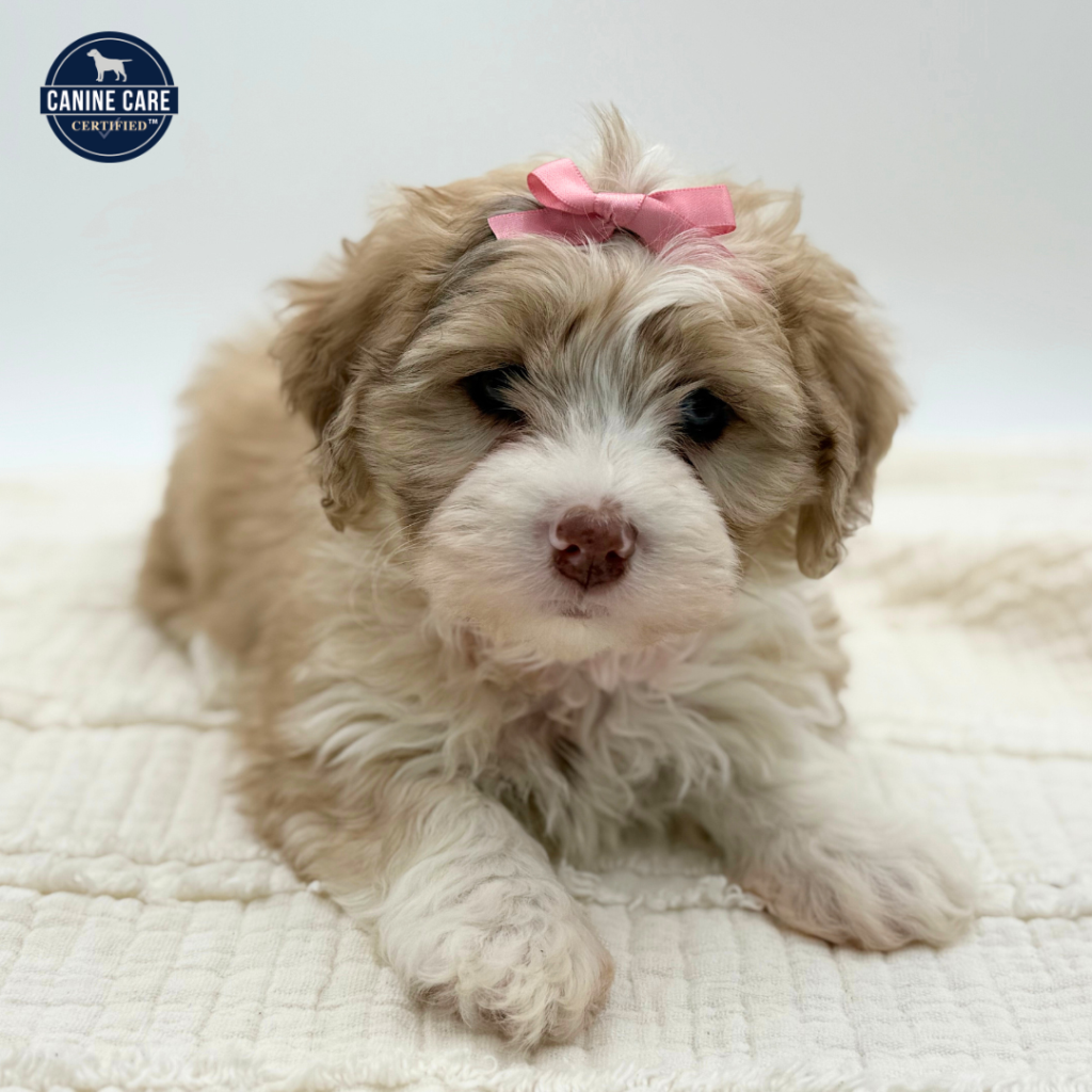 Pebble - Aussiechon - Image 1