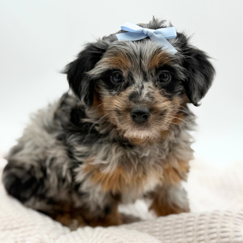 Birdie - Mini Aussiedoodle - Image 1