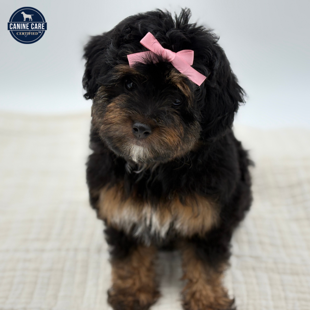 Latte - Mini Aussiepoo - Image 1