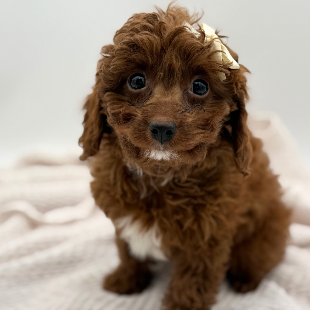 Mochi - Cavapoo - Image 1