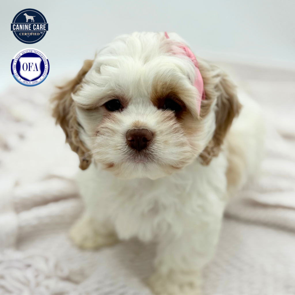 Willow - Cock A Poo - Image 1