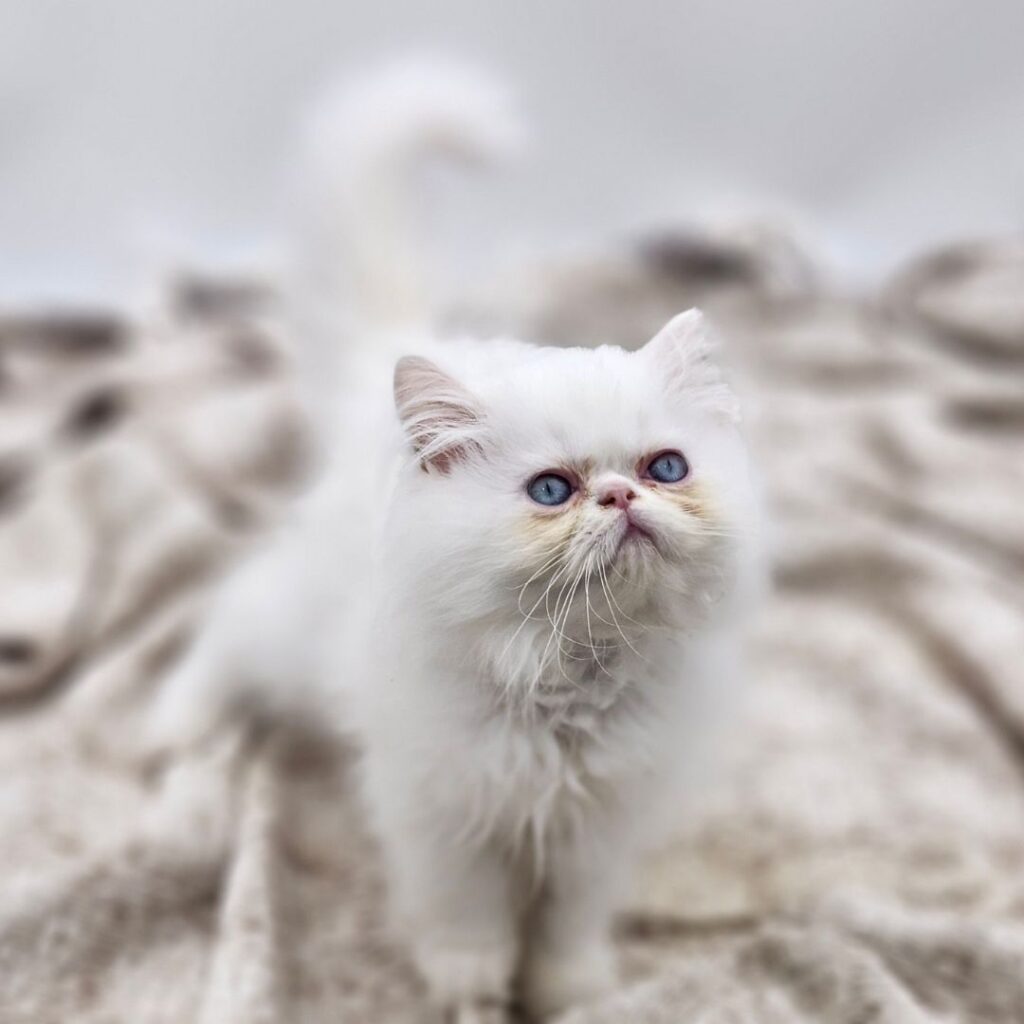 Klaus - Exotic Longhair - Image 1