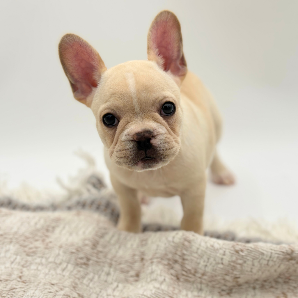Elsa - French Bulldog - Image 1